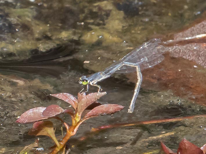 Ischnura posita (Fragile Forktail) female.jpg